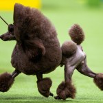 Westminster dog show 2024: Pretty pups, tricks and more