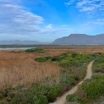 Local conservation groups feel ‘undermined’ by Cape Town’s biodiversity management branch