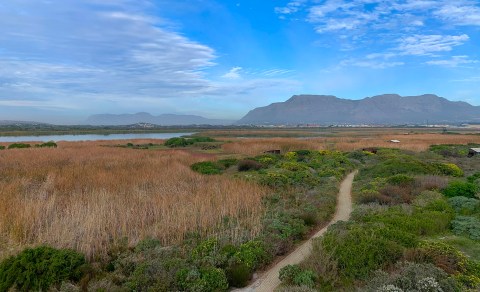 Local conservation groups feel ‘undermined’ by Cape Town’s biodiversity management branch