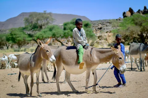 AU ban on cruel donkey skin trade a game-changer but enforcement challenges linger