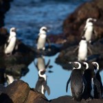 BirdLife and Sanccob take government to court over penguin feeding grounds