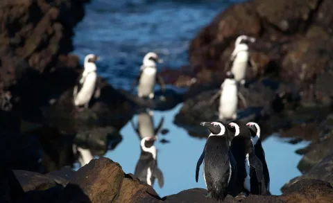 BirdLife and Sanccob take government to court over penguin feeding grounds