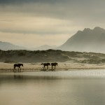 Under-threat Cape wild horses returned to their wetland home