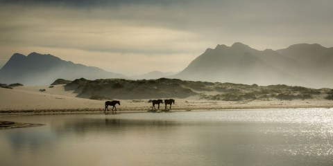 Under-threat Cape wild horses returned to their wetland home