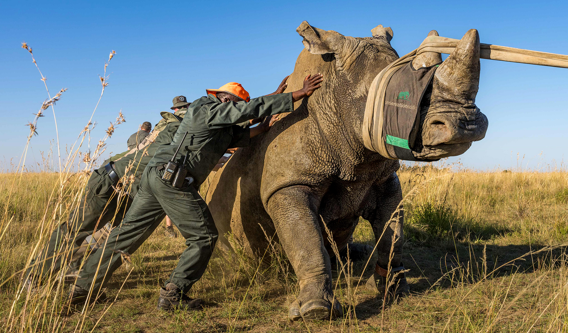 Truckloads of hope arrive in KZN as 40 rhinos are dropped off at Munywana conservancy