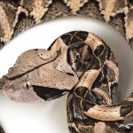 Global heating may drive deadly snakes to new regions, scientists warn