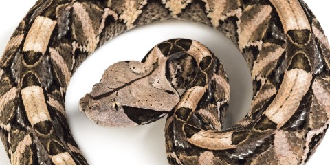 Global heating may drive deadly snakes to new regions, scientists warn