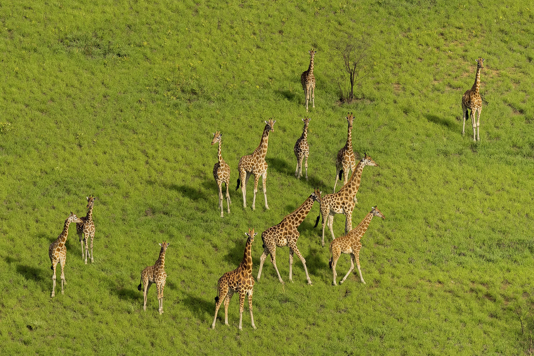 greatest migration south sudan giraffe