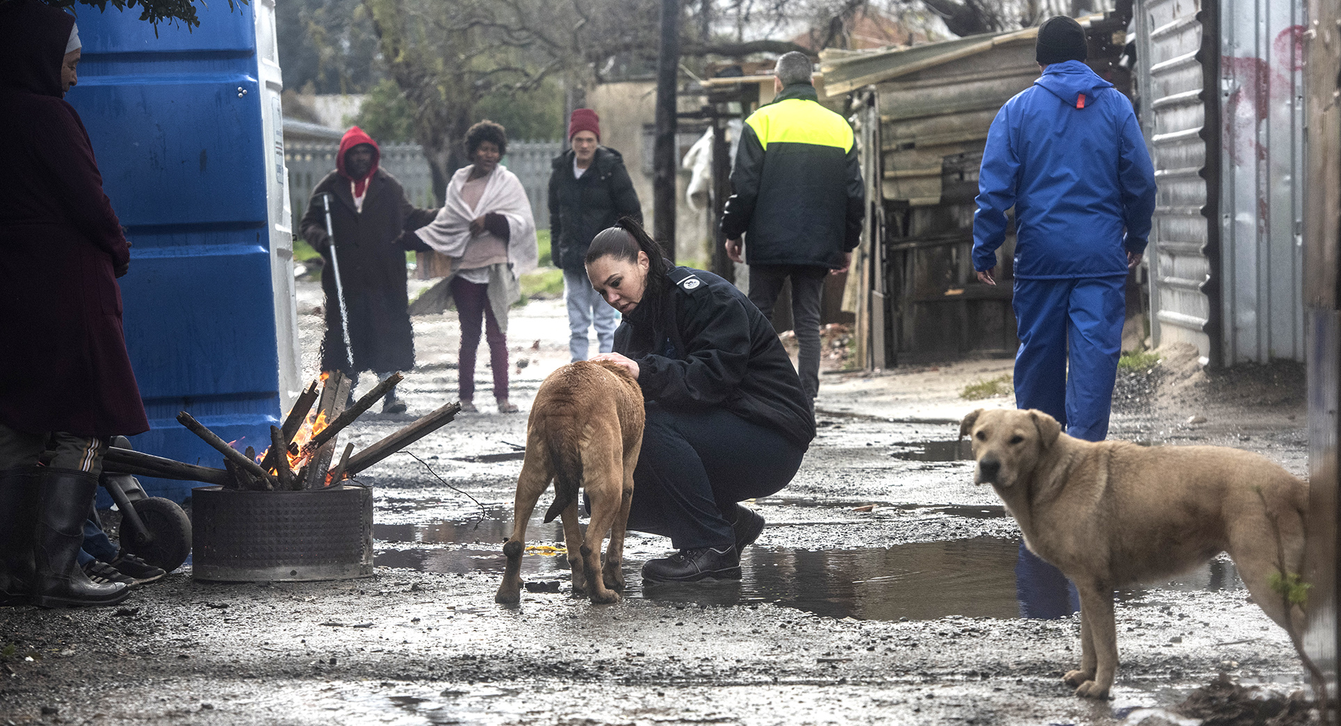 western cape flood animals fester