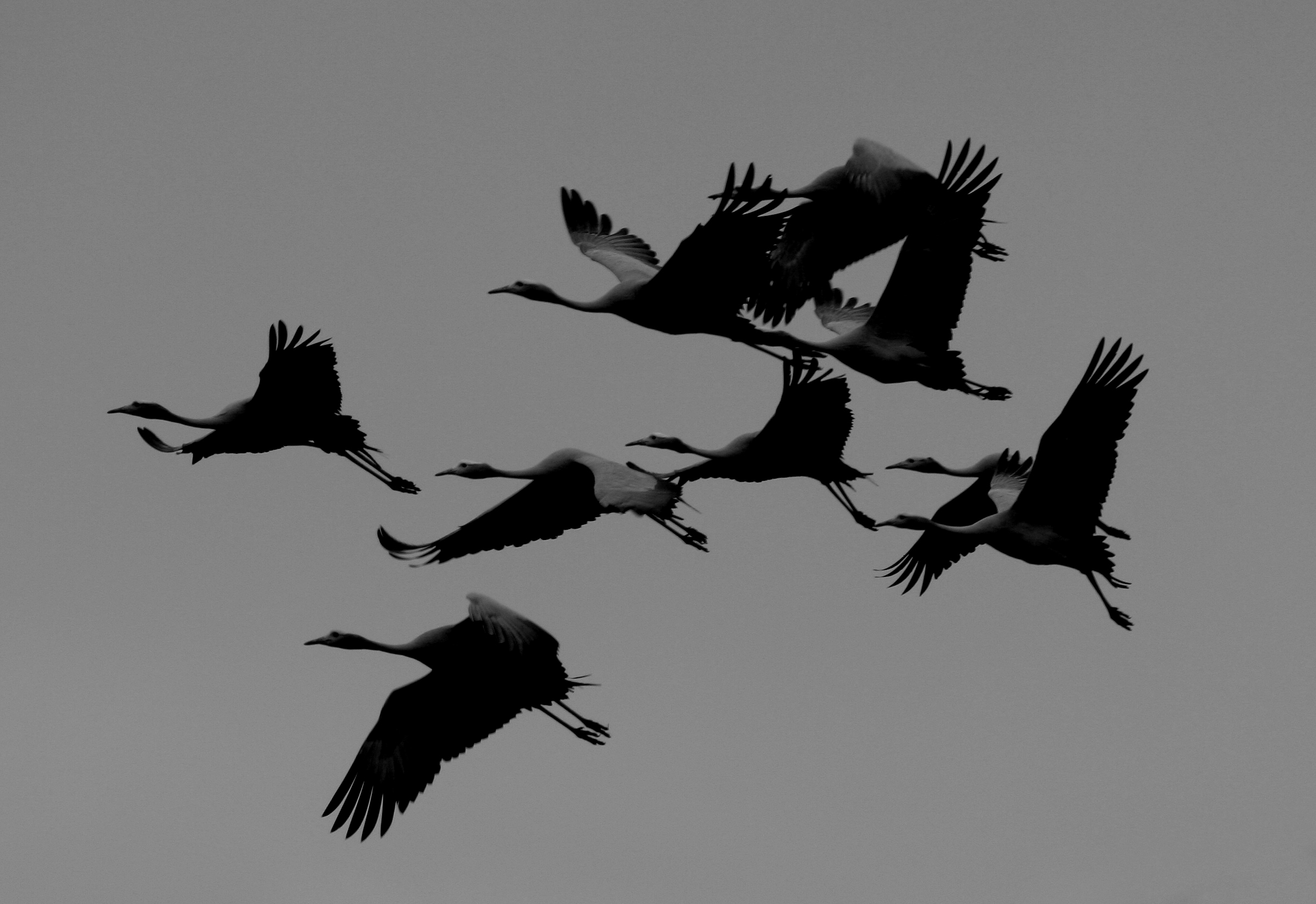 Karoo blue crane