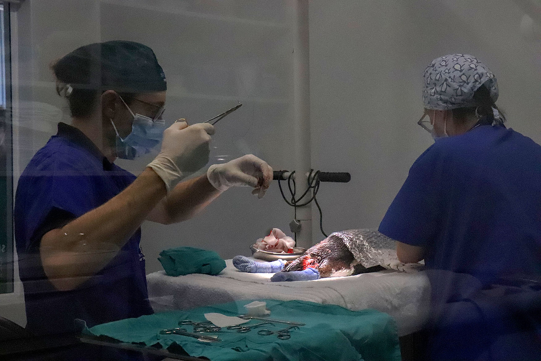 seabird surgery african penquin