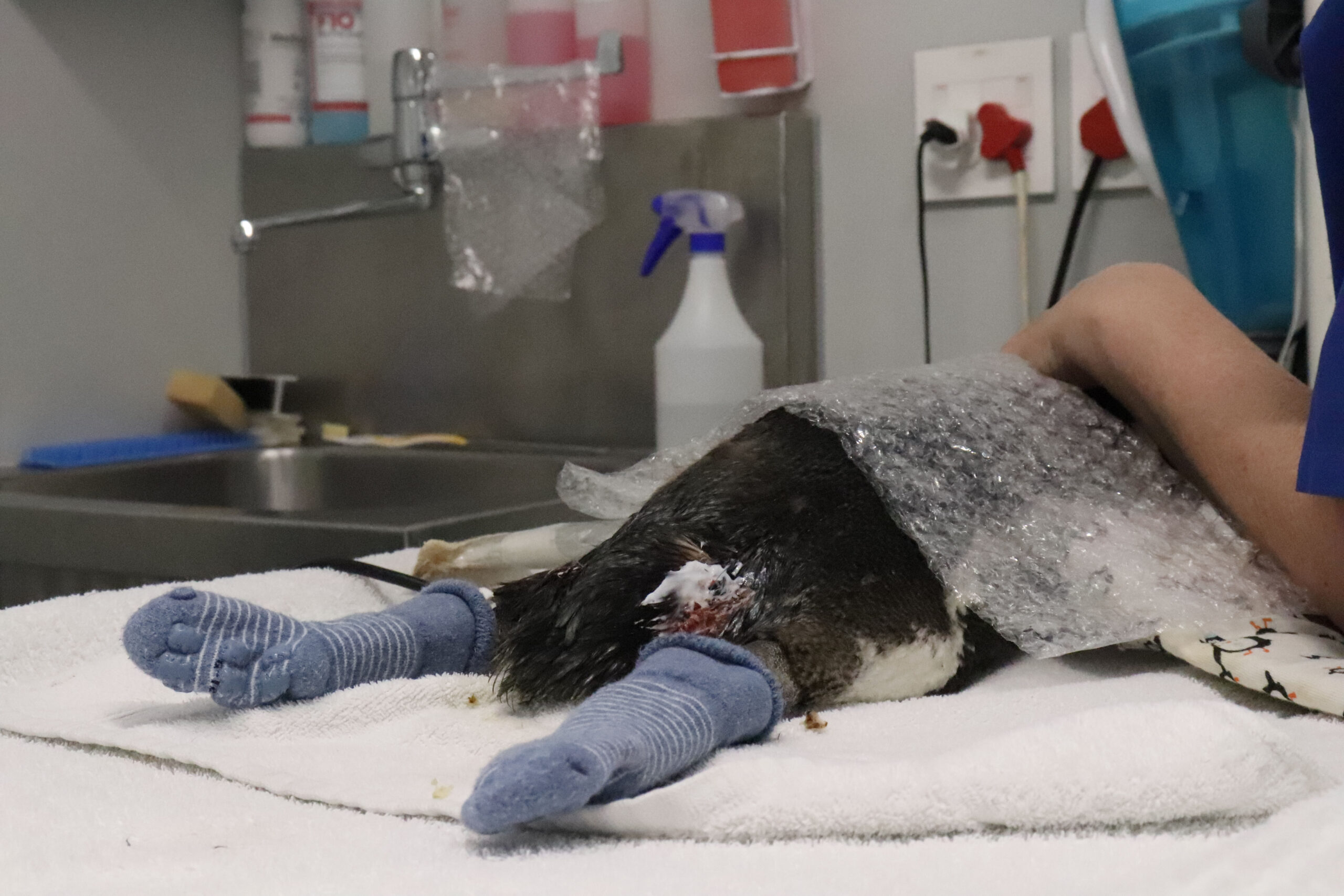 seabird surgery african penquin
