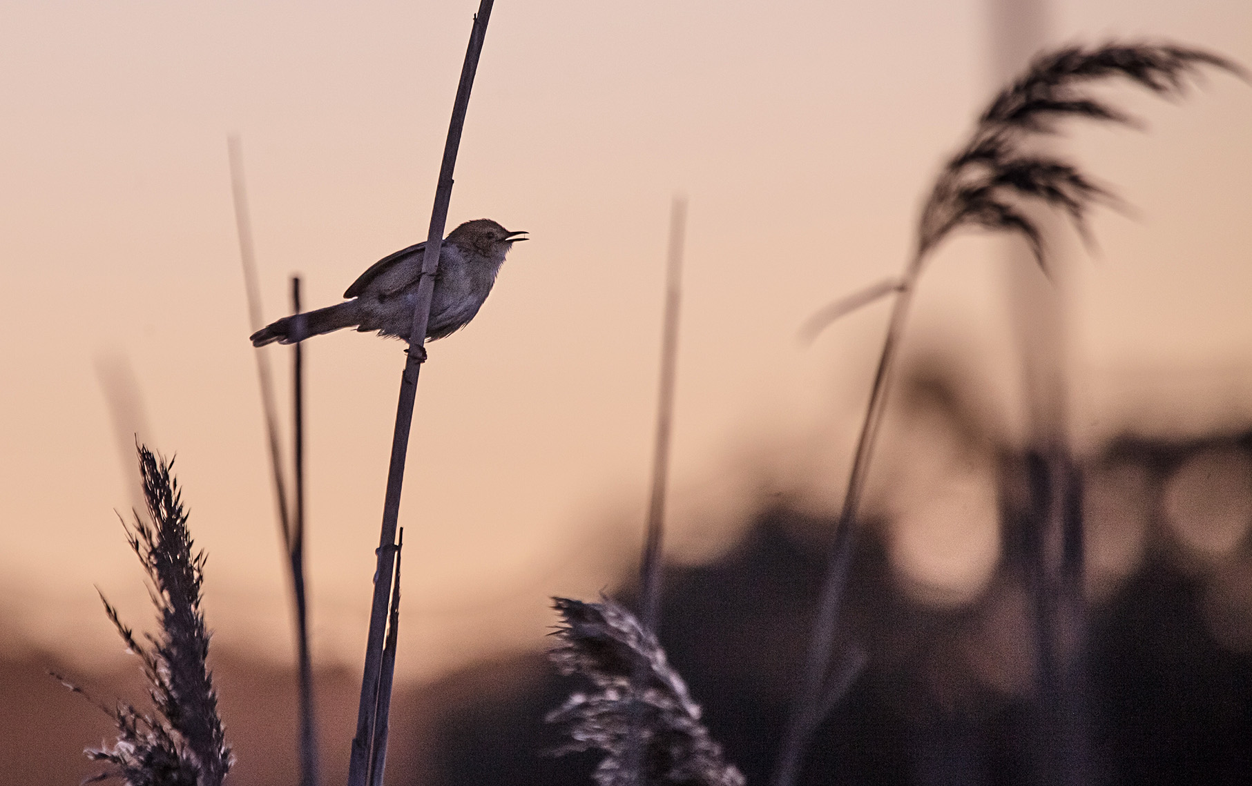 paardevlei housing nature reserve