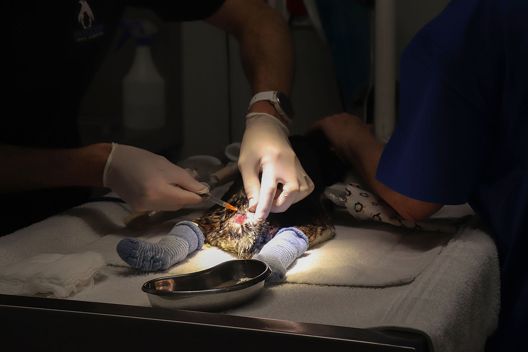 seabird surgery african penquin