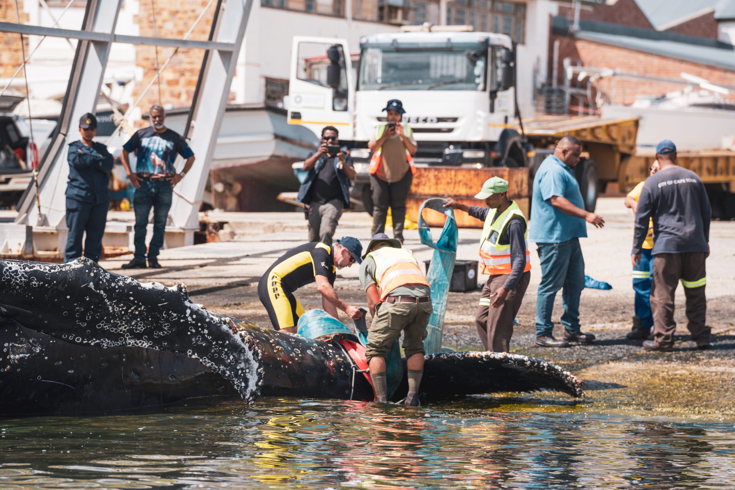 whale-simonstown