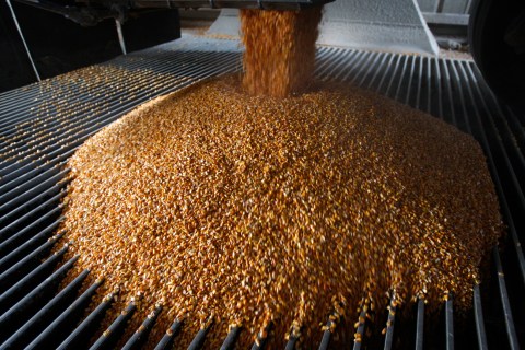 Maize seed merger threatens SA food safety