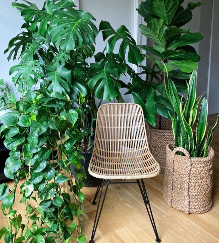 What you should know about growing indoor plants and gardening