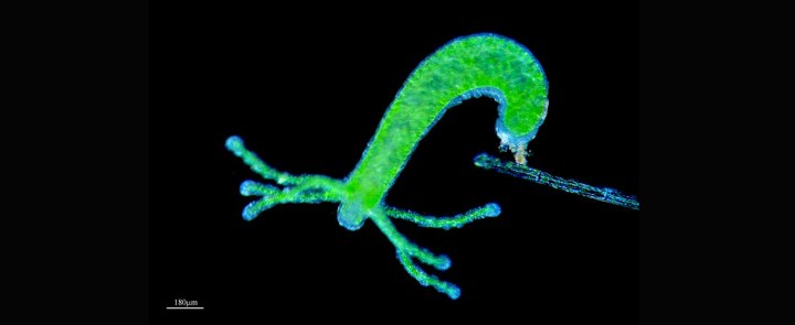 Who wants to live forever? (The immortal hydra already does)
