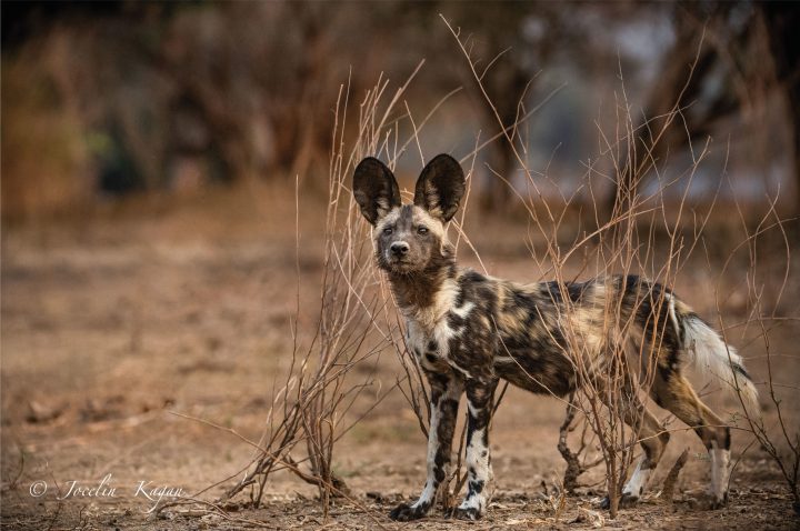 ‘Africa’s Wild Dogs’: Nomads of the Bushveld