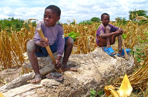 09 April: Environmentalists halt GM maize shipment at Mombasa