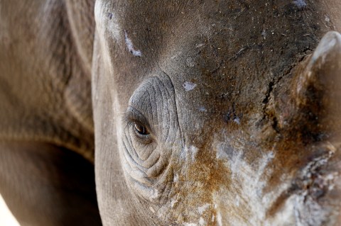 Solving the thousand-piece rhino poaching puzzle