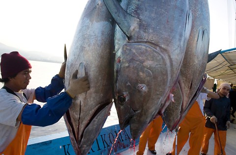 12 March: Possible ban on bluefin tuna fishing tops Cites agenda