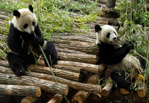 Panda-monium: Why Canada gets two breeding pandas, and South Africa doesn’t
