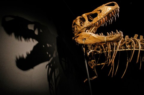 Move over Darwin, mass extinctions are more powerful than evolution, claims scientist