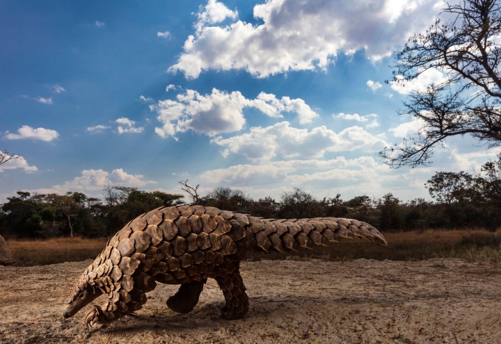 Appetites for myths and meat are pushing Central Africa’s pangolins towards extinction