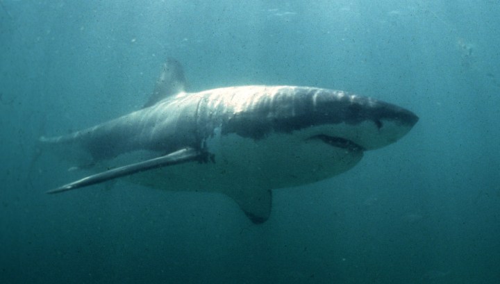 Environmentalists: Great white shark should be on endangered list