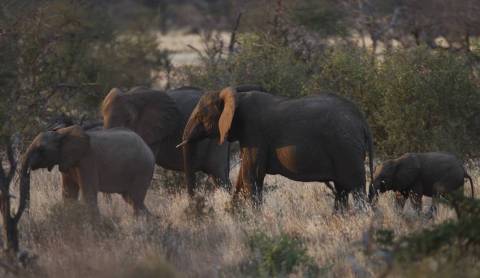 ISS Today: Decline in elephant poaching could be short-lived