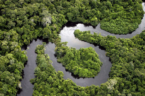 Good news for Amazon rain forests