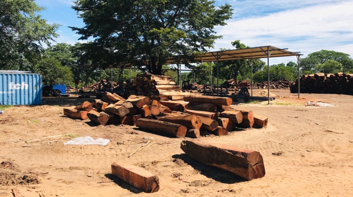 Rare Namibian hardwood trees face the chop