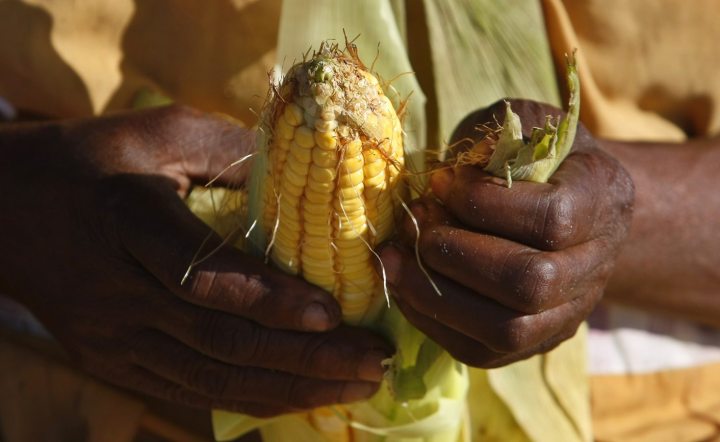 SA’s genetically modified maize: Here’s what you should know about it