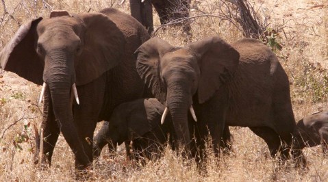CITES silent as Zimbabwe dooms elephants to living hell in China