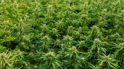 Cannabis under the spotlight in wake of Constitutional Court judgment
