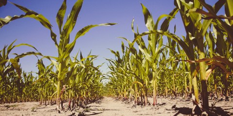 Zimbabwe hopes to increase maize production