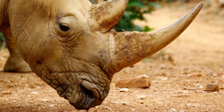 Top rhino rancher running out of options after property auction flop