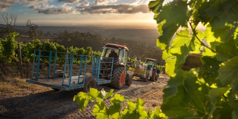SA wine producers lose R200m a week from export ban