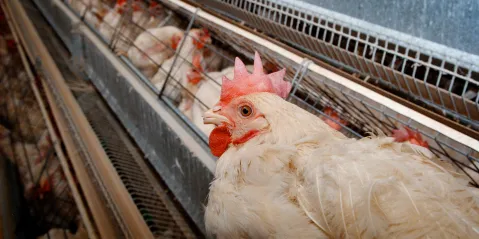 A year later, Poultry Industry Master Plan appears to be nothing but old chicken in new packaging