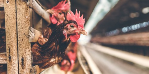 Poultry industry at odds over big increase in chicken import tariffs