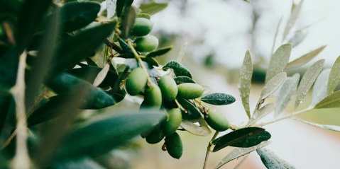 Pandemic or not, SA’s olive oil production jumps