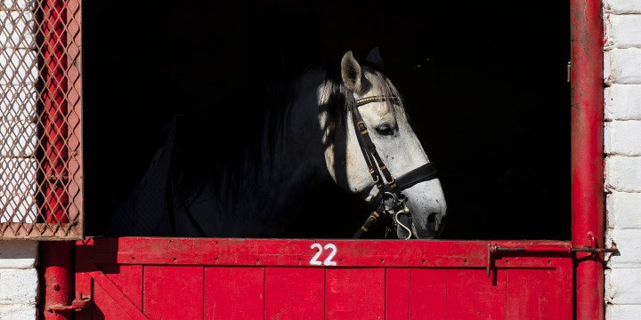 The rate of South African equine exports is plummeting and jobs in the industry are haemorrhaging