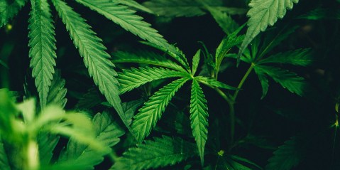 Joint venture: Distell and Remgro target cannabis opportunity