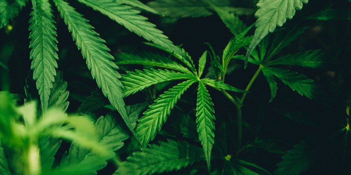 Joint venture: Distell and Remgro target cannabis opportunity