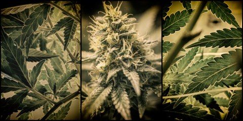 The cannabis industry in SA – still a field of dreams
