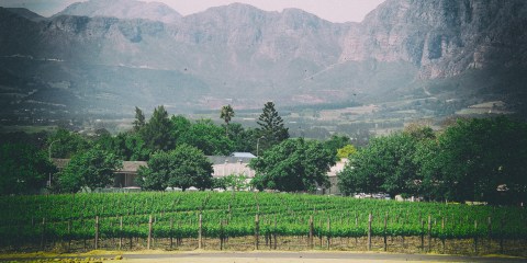 Pressing matters for SA’s wine industry