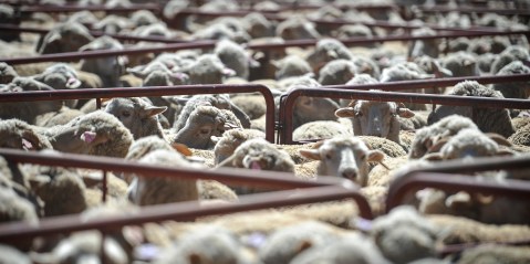 South African animal rights group asks court to ban live sheep shipments by Kuwaiti firm