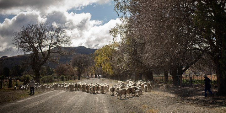 Blow for farmers: SA court bans the export of live sheep
