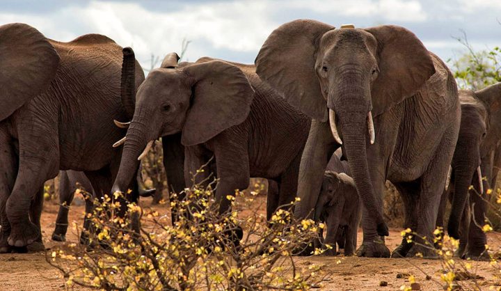 Op-Ed: Elephant-sized mining plans threaten to bring environmental stress to Limpopo Valley